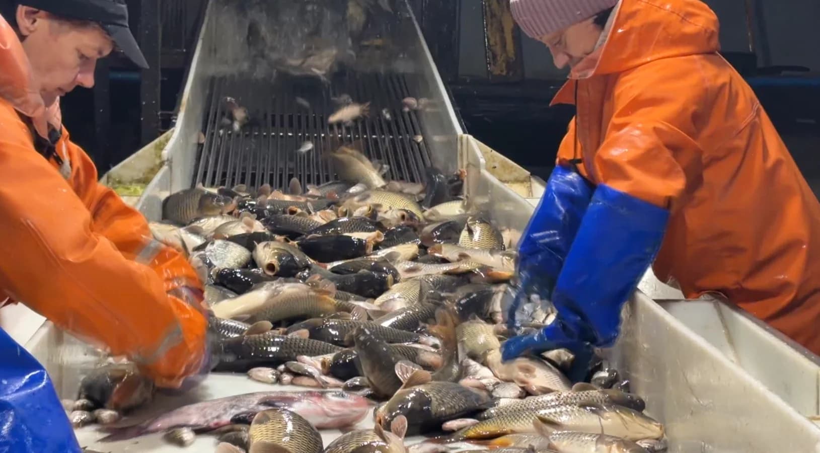 🐟Поставский рыбхоз «Новинки» в этом году планирует выловить и реализовать 1200 тонн рыбы. 