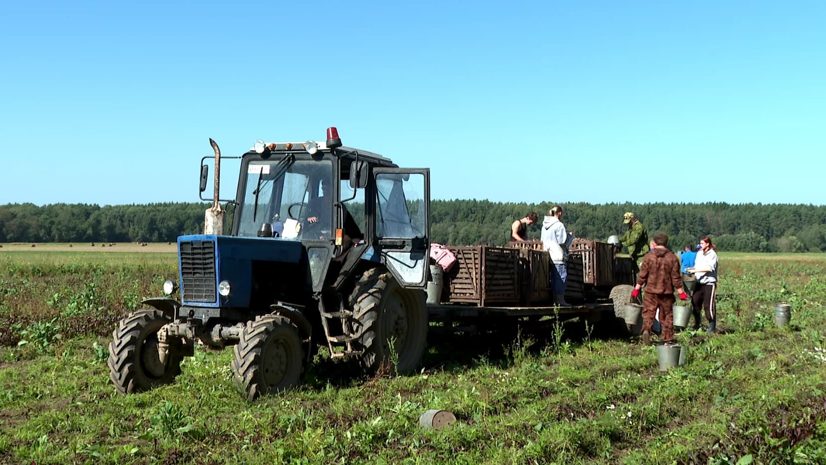 В северном регионе дан старт массовой уборке овощей🥕