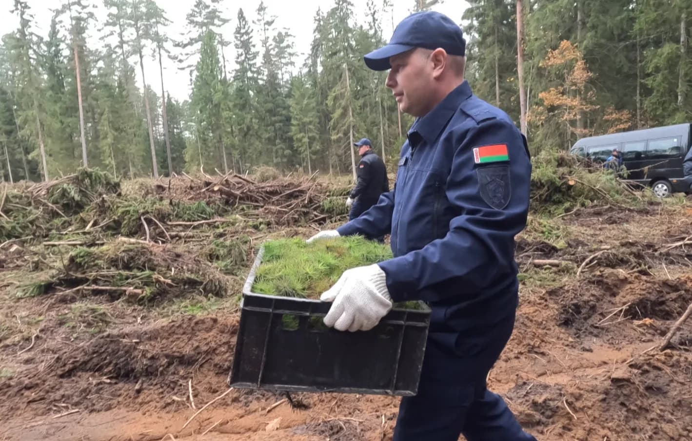 «Дай лесу новае жыццё»: в Витебской области восстанавливают зелёные массивы.