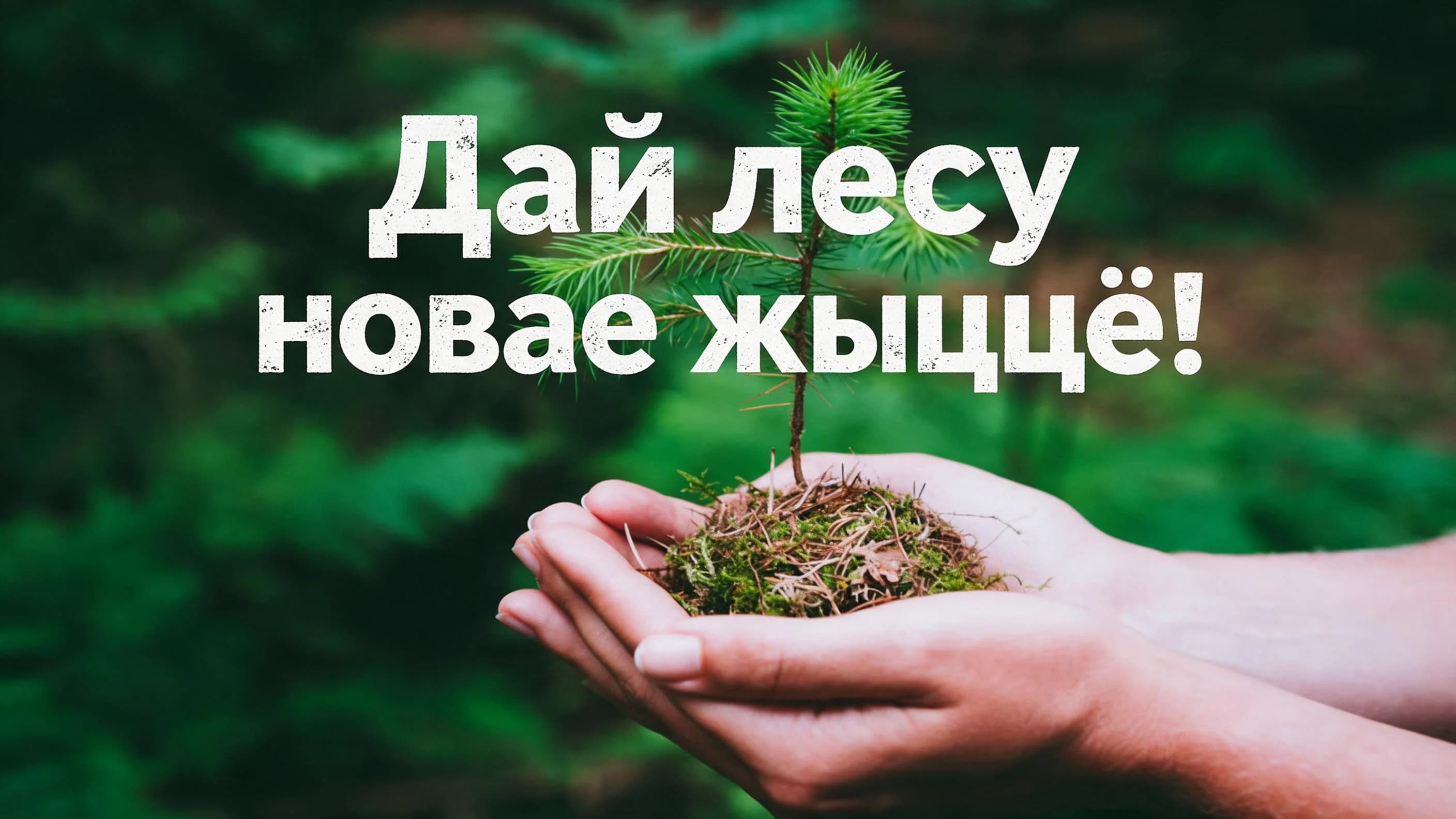 Акция «Дай лесу новае жыццё!» пройдёт в Беларуси с 17 по 24 октября.